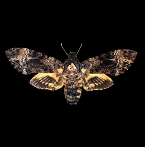 Asana Doğal Sanatlar Ölüm Kafa Şahin Güve Gölge Kutusu-Tahnitçilik Böcekler, Onun için Hediyeler, Erkekler için Hediyeler, Steampunk